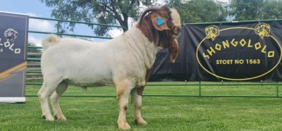 LOT 13 1X BOER GOAT BUCK SHONGOLOLO