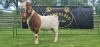 LOT 13 1X BOER GOAT BUCK SHONGOLOLO - 2