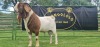 LOT 13 1X BOER GOAT BUCK SHONGOLOLO - 3