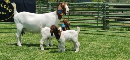 LOT 49 1X BOER GOAT STUD DOE SHONGOLOLO