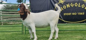 LOT 79 1X BOER GOAT PREGNANT STUD DOE SHONGOLOLO