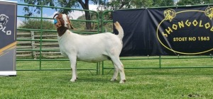 LOT 81 1X BOER GOAT STUD DOE SHONGOLOLO