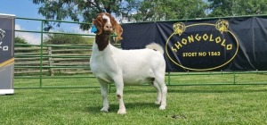 WITHDRAWN - LOT 82 1X BOER GOAT DOE SHONGOLOLO