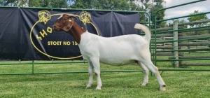 LOT 85 1X BOER GOAT FLOCK DOE SHONGOLOLO