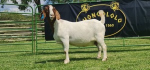 LOT 86 1X BOER GOAT PREGNANT STUD DOE SHONGOLOLO