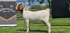 LOT 83 1X BOER GOAT FLOCK DOE SHONGOLOLO