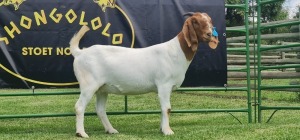 WITHDRAWN - LOT 80 1X BOER GOAT DOE SHONGOLOLO