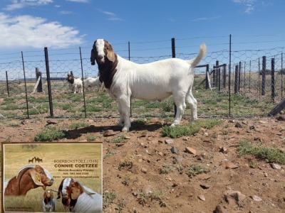 LOT 7 1X BOER GOAT STUD BUCK CONNIE COETZEE