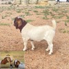 LOT 3 1X BOER GOAT FLOCK BUCK CONNIE COETZEE