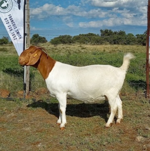 LOT 24 1X BOER GOAT PREGNANT STUD DOE KAMEELDORING BBS