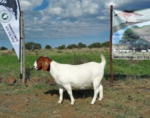 LOT 36 1X BOER GOAT PREGNANT FLOCK DOE KAMEELDORING BBS
