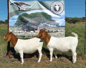 LOT 62 2X BOER GOAT PREGNANT FLOCK DOE KAMEELDORING BBS(PAY PER PIECE TO TAKE THE LOT)