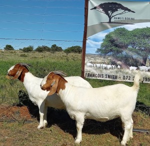 LOT 63 2X BOER GOAT PREGNANT FLOCK DOE KAMEELDORING BBS(PAY PER PIECE TO TAKE THE LOT)