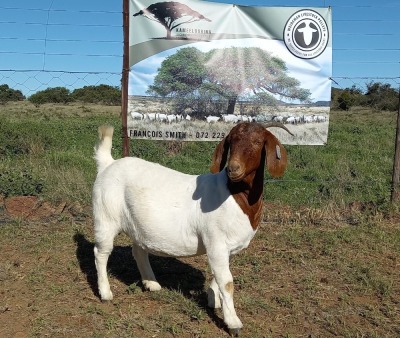 WITHDRAWN - LOT 61 1X BOER GOAT DOE KAMEELDORING BBS