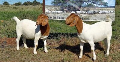 LOT 64 2X BOER GOAT FLOCK DOE KAMEELDORING BBS(PAY PER PIECE TO TAKE THE LOT)