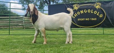 LOT 9 1X BOER GOAT FLOCK BUCK SHONGOLOLO