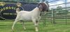 LOT 9 1X BOER GOAT FLOCK BUCK SHONGOLOLO - 2