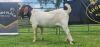 LOT 9 1X BOER GOAT FLOCK BUCK SHONGOLOLO - 3