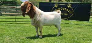 LOT 17 1X BOER GOAT FLOCK BUCK SHONGOLOLO