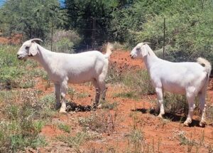 LOT 122 2X SAVANNA FLOCK DOE SAFI SAVANNAS (PAY PER PIECE TO TAKE THE LOT)(PAY PER PIECE TO TAKE THE LOT)