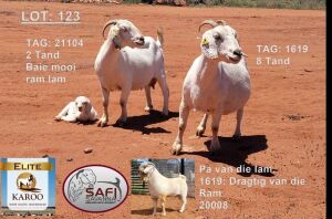 LOT 123 2+1X SAVANNA 1* PREGNANT FLOCK DOE SAFI SAVANNAS(PAY PER PIECE TO TAKE THE LOT)