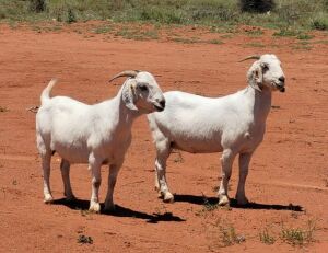 LOT 130 2X SAVANNA FLOCK DOE SAFI SAVANNAS(PAY PER PIECE TO TAKE THE LOT)