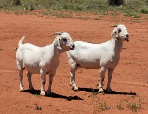 LOT 130 2X SAVANNA FLOCK DOE SAFI SAVANNAS(PAY PER PIECE TO TAKE THE LOT)