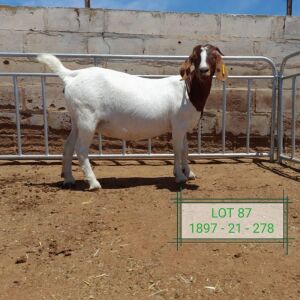 LOT 87 1X BOER GOAT PREGNANT FLOCK DOE DROEKRAAL BOERBOKSTOET