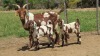 LOT 1 1 + 2X Cape Lob Ear Ewe with twins LASARUS Albertinia - 2