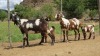 LOT 4 2+2X Cape Lob Ear Ewes with lambs LASARUS Albertinia (Per piece to take the lot) - 2