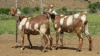 LOT 6 2X Cape Lob Ear Ewes in lamb LASARUS Albertinia (Per piece to take the lot) - 2