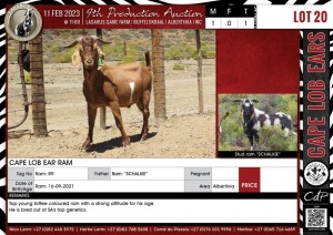 LOT 20 1X Cape Lob Ear Ram LASARUS Albertinia