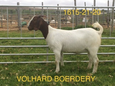 LOT 27 1X BOER GOAT STUD DOE VOLHARD BOERDERY