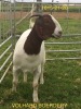 LOT 27 1X BOER GOAT STUD DOE VOLHARD BOERDERY - 2