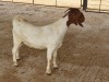 LOT 32 1X BOER GOAT STUD DOE POSSTAL BOERBOKSTOET