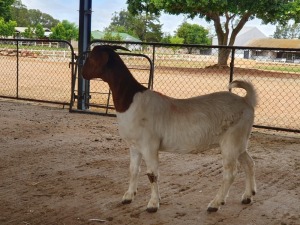 LOT 31 1X BOER GOAT FLOCK DOE POSSTAL BOERBOKSTOET