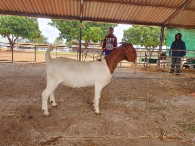 LOT 34 1X BOER GOAT FLOCK DOE POSSTAL BOERBOKSTOET