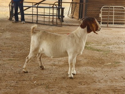 LOT 98 1X BOER GOAT FLOCK DOE POSSTAL BOERBOKSTOET