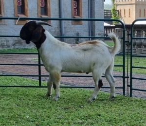 1X BOERBOK RAM CORNE VAN TONDER