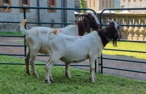 2X BOERBOK RAM WILLEM NAP (Pay per item/animal to take all in lot)
