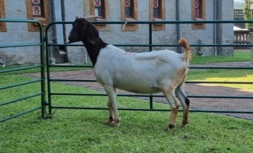 1X BOERBOK OOE/EWE WILLEM NAP