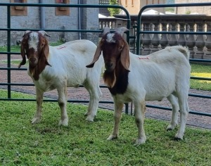 2X BOERBOK RAM CORNE VAN TONDER (Pay per item/animal to take all in lot)