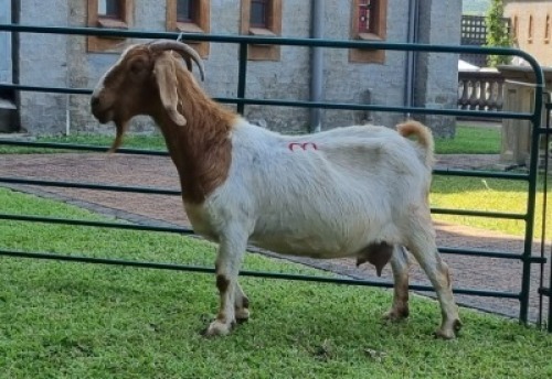 1X BOERBOK OOE/EWE WILLEM NAP