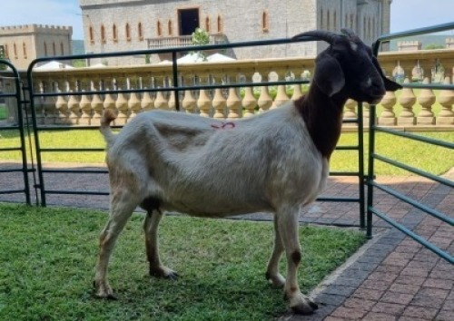 1X BOERBOK OOE/EWE WILLEM NAP
