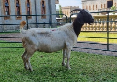 1X BOERBOK OOE/EWE WILLEM NAP