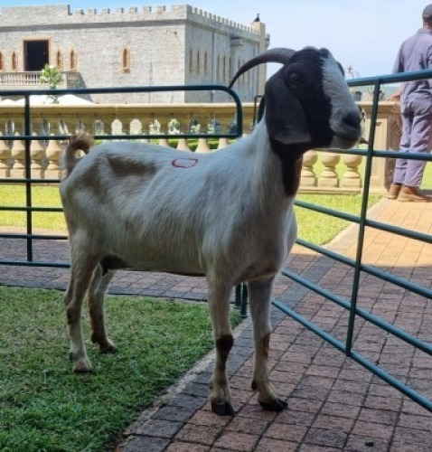 1X BOERBOK OOE/EWE WILLEM NAP