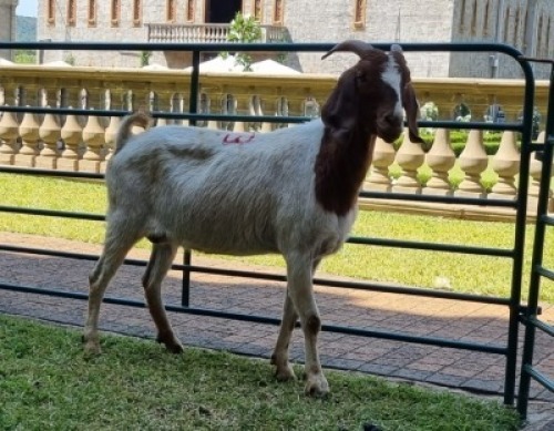 1X BOERBOK OOE/EWE WILLEM NAP