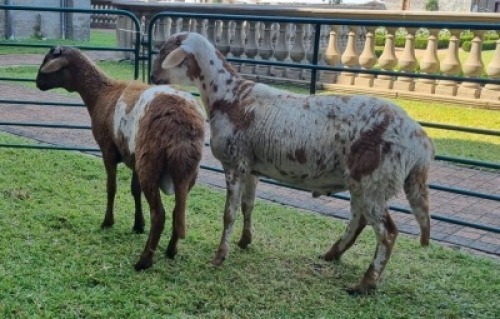 2X MEATMASTER RAM CORNE VAN TONDER (Pay per item/animal to take all in lot)