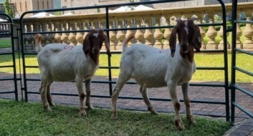 2X BOERBOK OOE/EWE WILLEM NAP (Pay per item/animal to take all in lot)