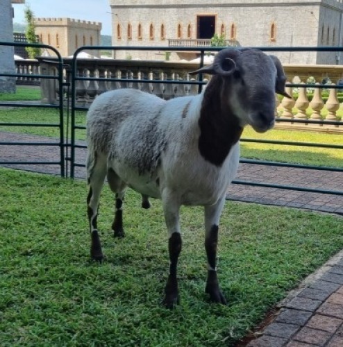1X MEATMASTER RAM CORNE VAN TONDER